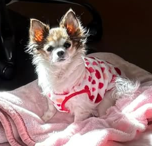 ココアちゃんの写真